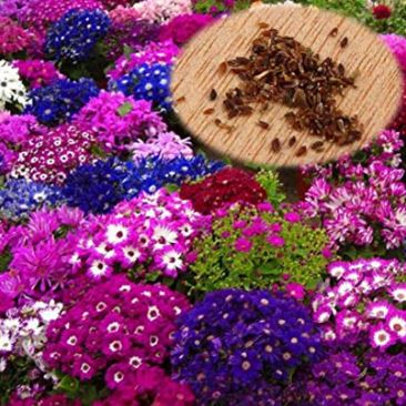 Cineraria Planet Special Mix Flower Seeds ( Per Package 2000 Pcs )