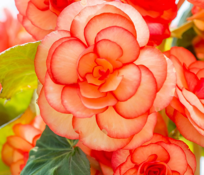 Tuberous Begonia Flowers Bulb in All season in India For Home Gardening Mixed colour ( Red, White, Orange, Purple , Pink , Yellow )