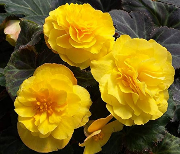 Tuberous Begonia Flowers Bulb Yellow Color 