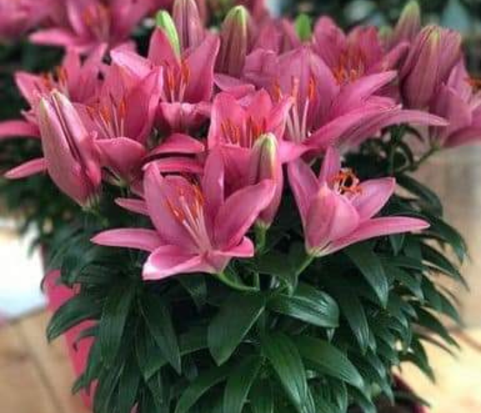 Asiatic Lilium Lily Flower Bulb in Pink Color 