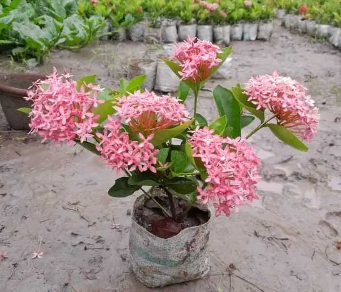 Ixora Coccinea Light pink live plant Indoor & Outdoor Plant