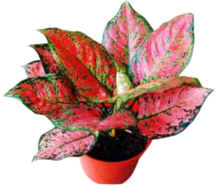 Aglaonema Red Lipstick Anyamanee Plant With Poly Bag 