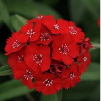Dianthus Charms Scarlet Flower Seeds ( Per Package 1000 Pcs )