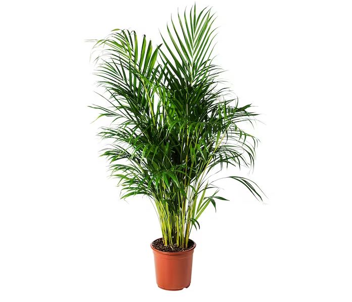 Areca Palm Indoor Plant 