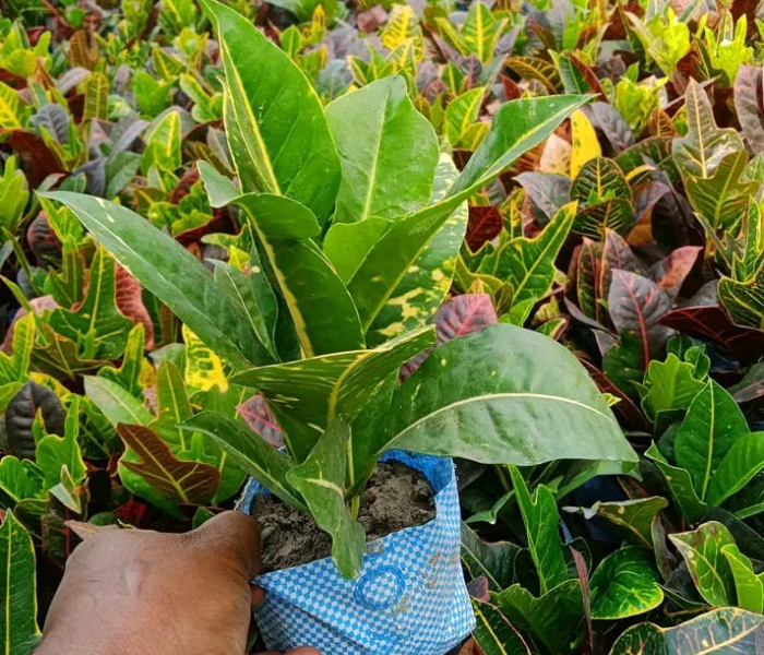 Croton Live Plant With Poly Bag 