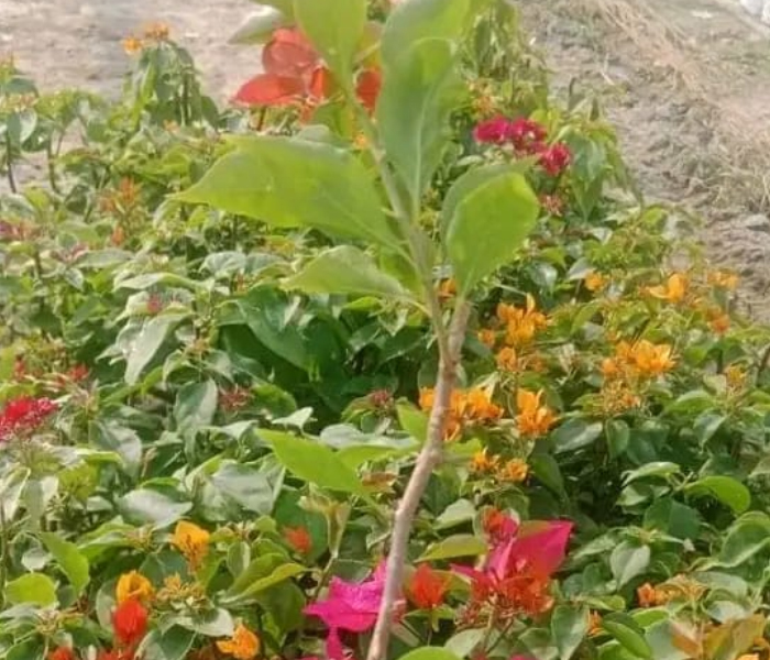  Bougainvillea glabra Flower Plant 