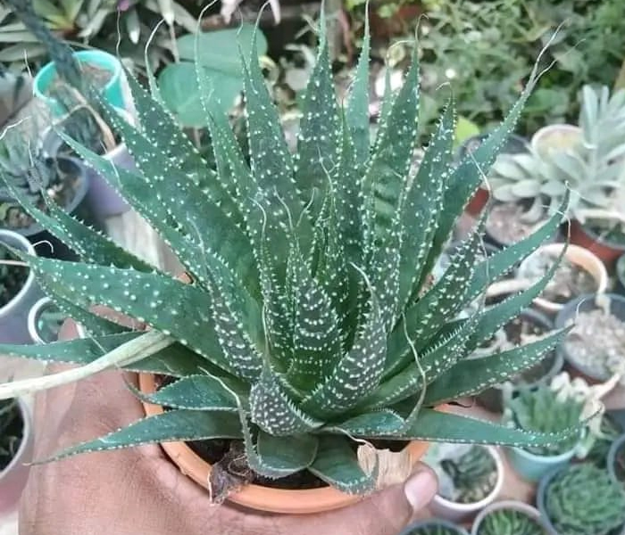 Aloe Vera Live Plant 
