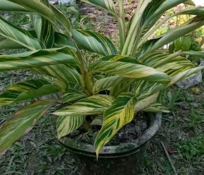 Alpinia Zerumbet/Shell Ginger Plant 