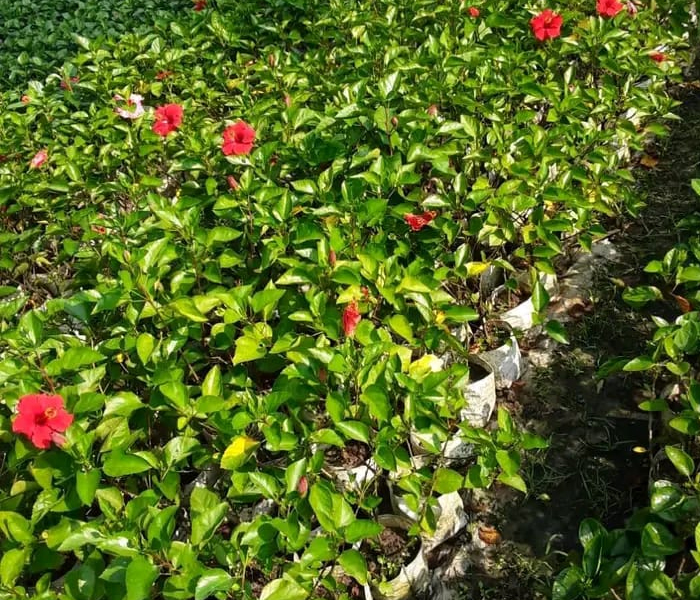 Hibiscus/Gudhal Flower Plant 