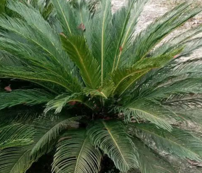 Most Rare Cycads Plant