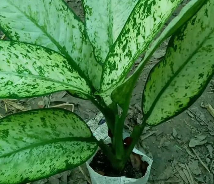  Aglaonema Live Plant 