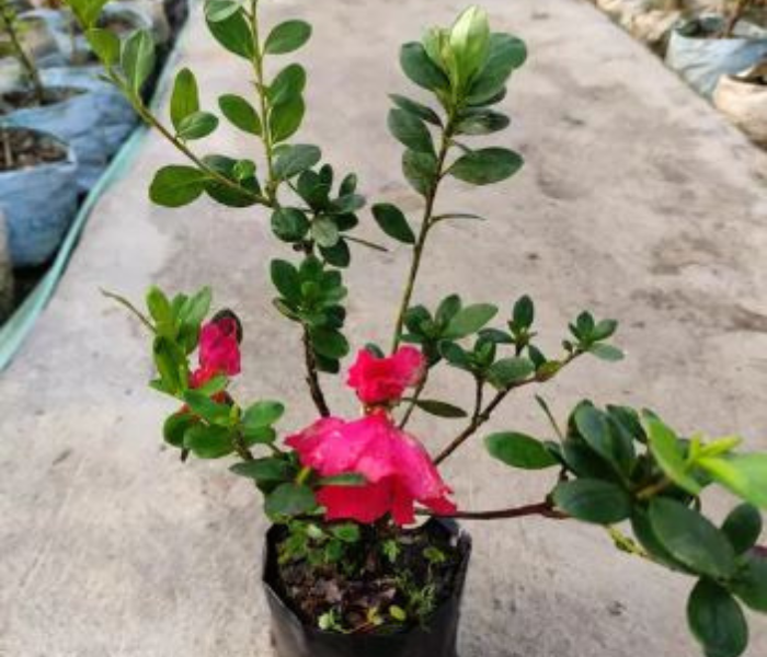 Azalea Flower Live Plant 