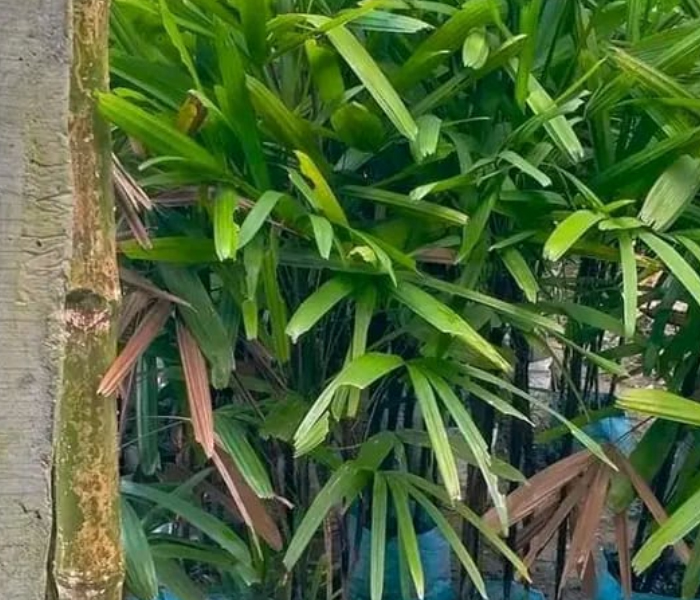 Broadleaf lady palm Plant 