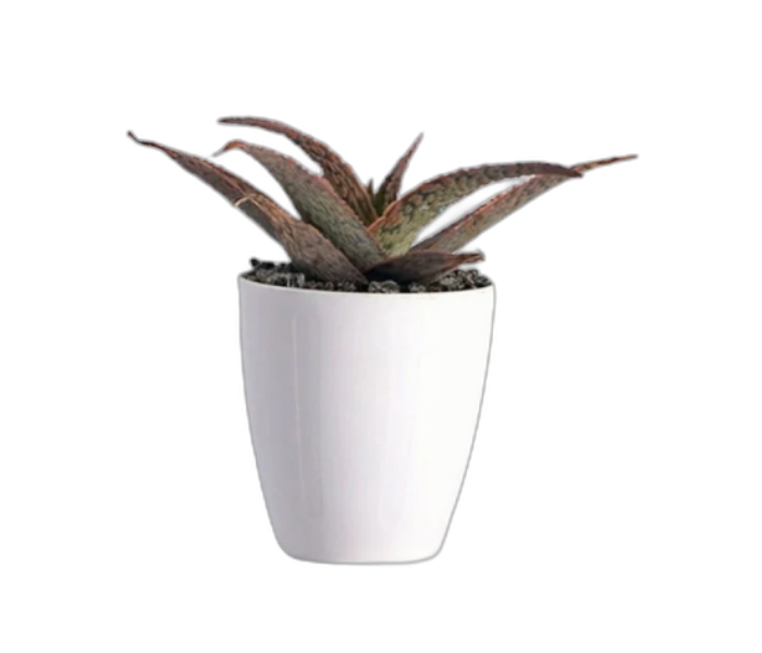 Aloe Rauhii Plant