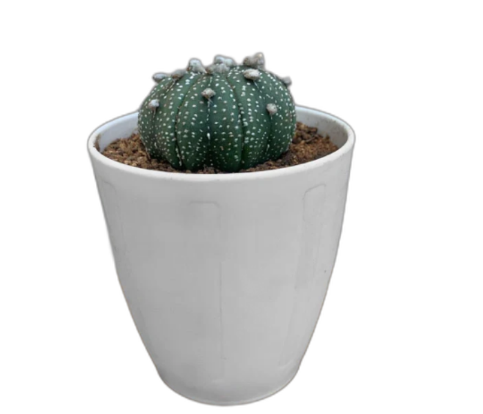 Astrophytum Asterias Cactus 