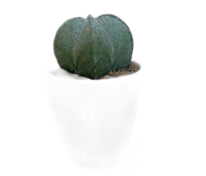 Astrophytum Myriostigma Cactus