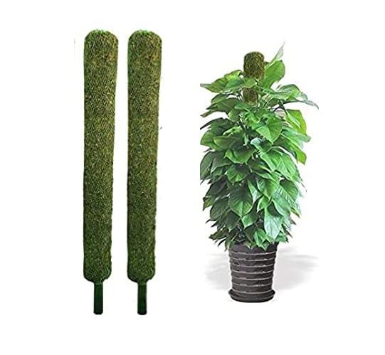 Money Plant with Moss Stick 4 Feet and plant Height 3.5 Ft , Indoor Plant  & Outdoor Plant 