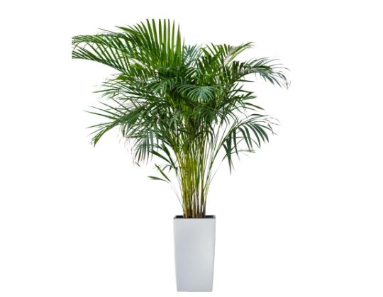 Areca Palm Indoor Live Plant 