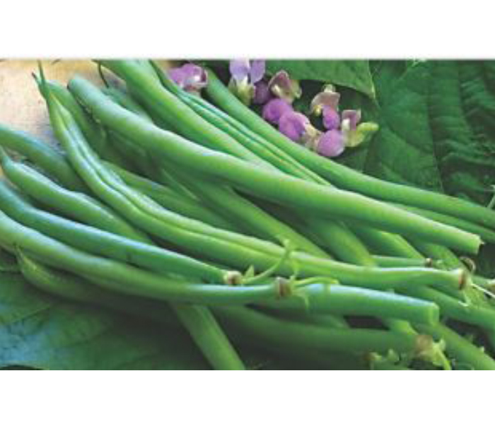  Remikseeds French Bean Remik Lady Green Seeds - 500 Gm