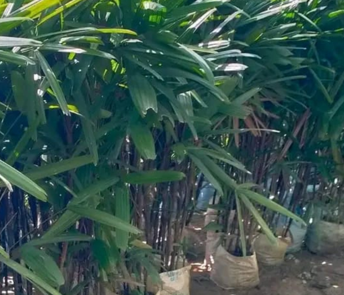 Broadleaf Lady Palm Plant In Big Size With Poly Bag 