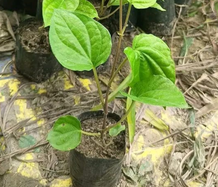 Betel Leaf Plant 