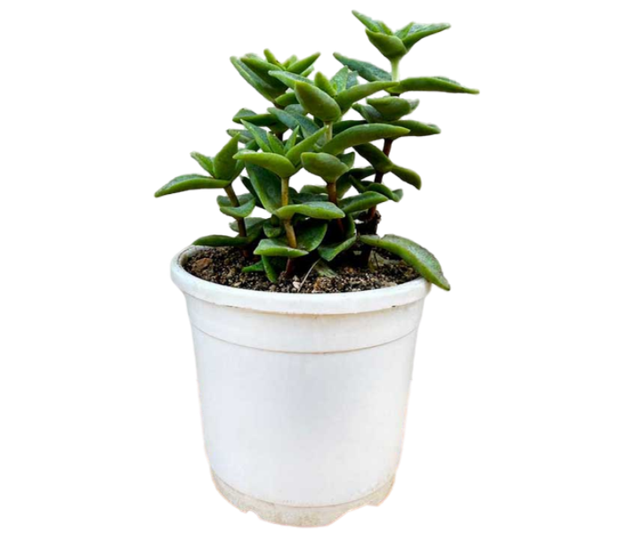 Crassula Perforata Succulent