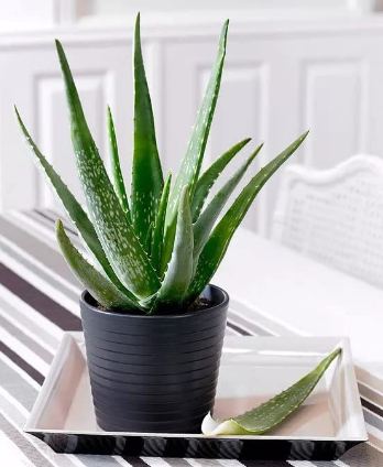 Aloe Vera Live Plant, Indoor Healthy Medicinal
