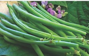  Remikseeds French Bean Remik Lady Green Seeds - 500 Gm