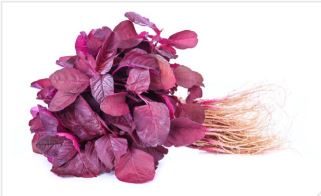 Remik Pixie Leaf Research Red Amaranthus Seeds 500 GM