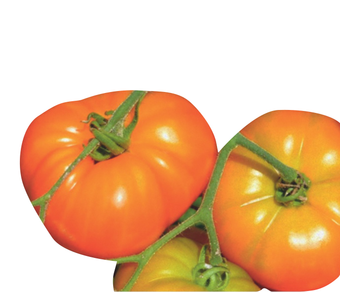 Remikseeds Hybrid Tomato Remik Khatta Seed - 10 Gm