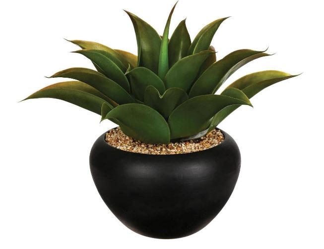 Aloe  Vera with Plastic Pot (Black)