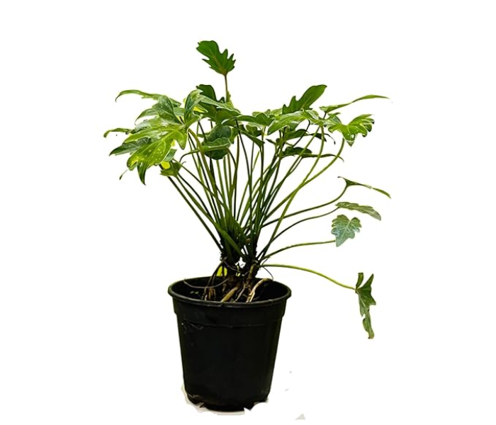 Philodendron Live Plant 
