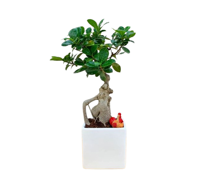 Ficus Bonsai With Miniature