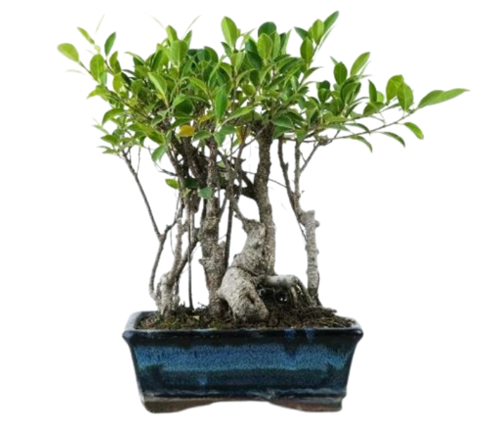 Ficus I Shape (3 In One)