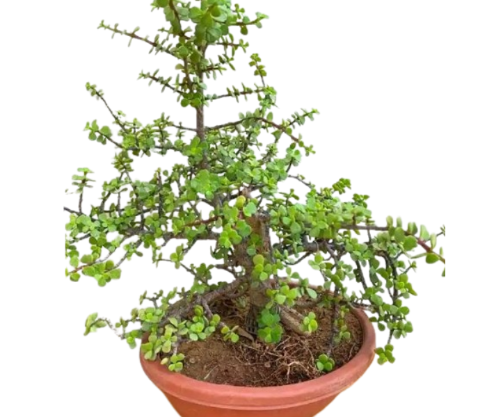 Jade Bonsai Plant 
