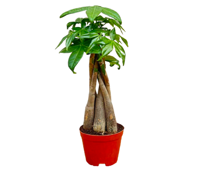   Money Tree (Pachira) Plant