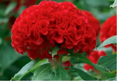 Celosia, cristata Chief Flower Seeds ( Per Package 1000 Pcs )