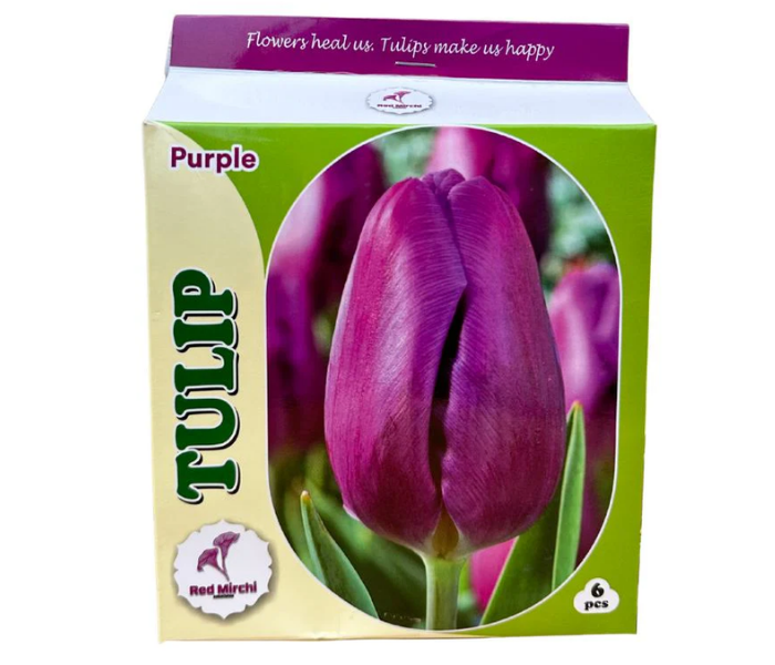 Holland Tulip Bulbs (Pack Of 6 Bulbs)