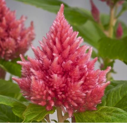 Celosia, cristata Glow Flower Seeds ( Per package 1000 Pcs )