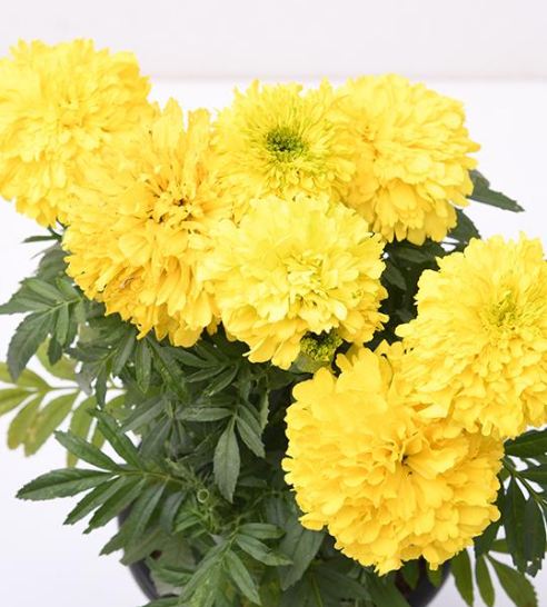 Yellow Marigold Flower Plant 