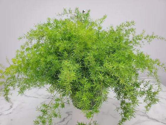 Shree mahadev Nursery sprenger's asparagus Live Shatavari/Asparagus Decorative Plants For Home Garden