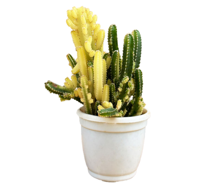 Cereus Variegated Cactus Plants