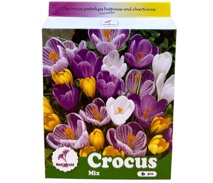 Holland Crocus Flower Bulbs (Pack Of 6 Bulbs)