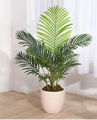 palm Majesty palm Ravenea rivularis Live Plant