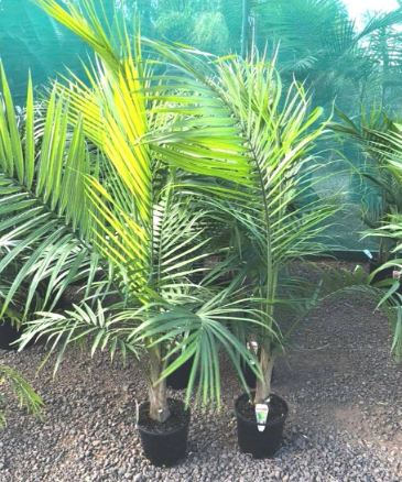 Majesty Palm Plant 