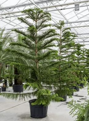 Christmas Tree Live Plant Indoor Type- Norfolk Island Pine Garden Balconies Healthy Hybrid Live Plant For Home Garden 