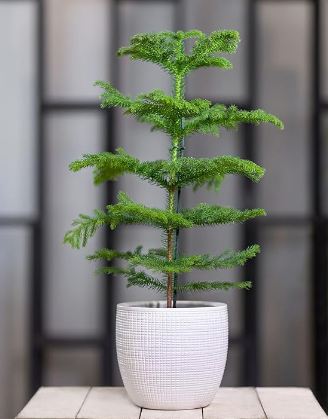 Indoor Plant Norfolk Island Pine Garden Balconies Healthy Hybrid Live Plant For Home Garden