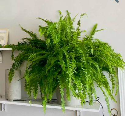 Fern Plant Indoor Plant 