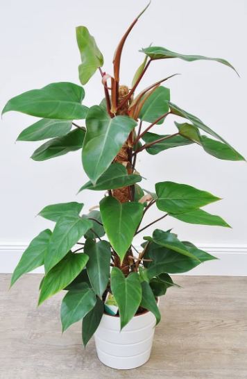 Philodendron erubescens Plant