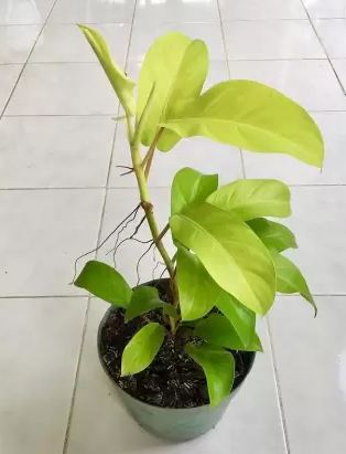 Philodendron erubescens Plant with Black Pots 